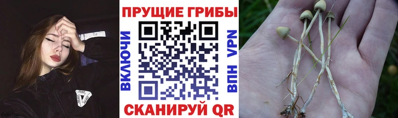 Галлюциногенные грибы Cubensis Алексеевка